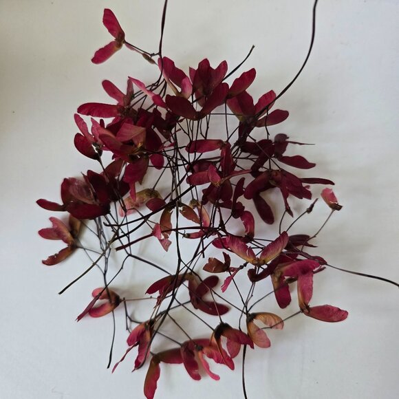 30 Red Japanese Maple Tree Seeds - Acer Palmatum - Picture 5 of 16